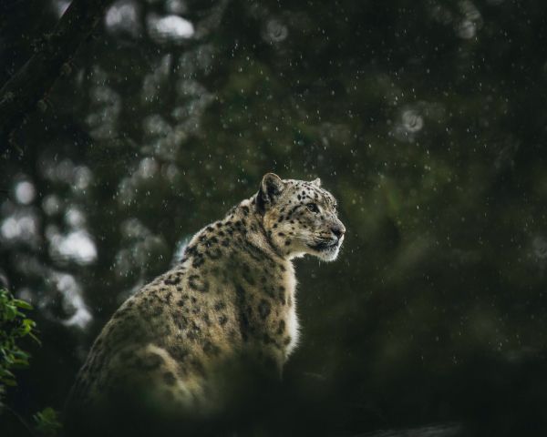 predator, snow leopard Wallpaper 1280x1024