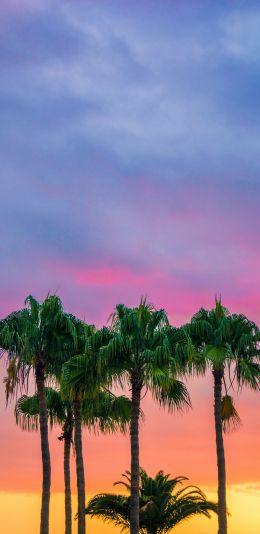 palm trees, sunset, sky Wallpaper 1080x2220