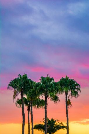 palm trees, sunset, sky Wallpaper 4000x6000
