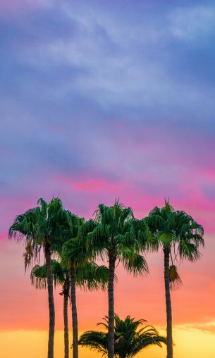 palm trees, sunset, sky Wallpaper 1200x2000