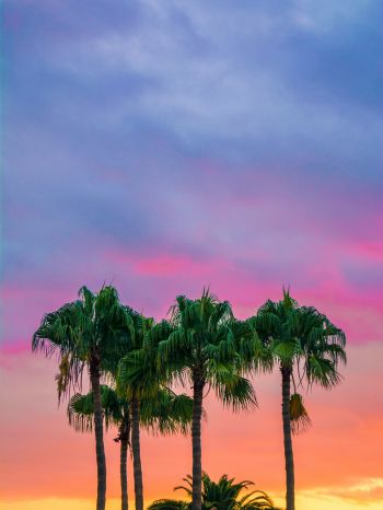 palm trees, sunset, sky Wallpaper 1668x2224