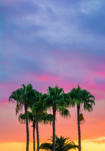 palm trees, sunset, sky Wallpaper 1668x2388