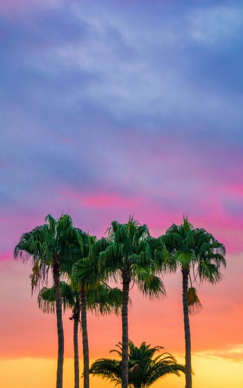 palm trees, sunset, sky Wallpaper 1752x2800