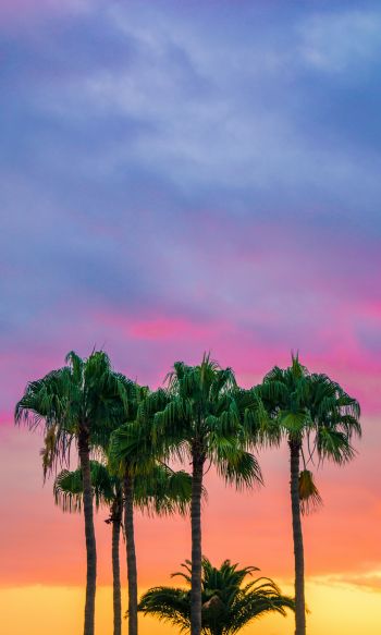 palm trees, sunset, sky Wallpaper 1200x2000
