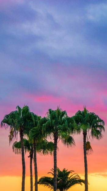 Обои 640x1136 пальмы, закат, небо