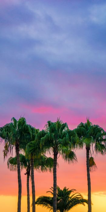 Обои 720x1440 пальмы, закат, небо