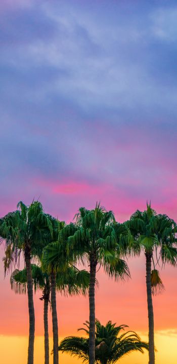 palm trees, sunset, sky Wallpaper 1440x2960