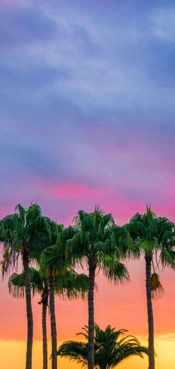 Обои 720x1520 пальмы, закат, небо