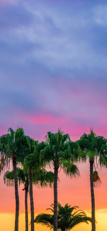 palm trees, sunset, sky Wallpaper 1125x2436