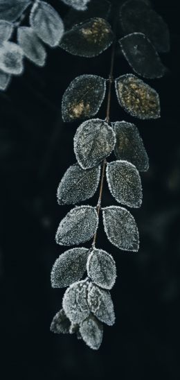 leaves, green, cold Wallpaper 1080x2280