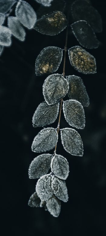 leaves, green, cold Wallpaper 1440x3200