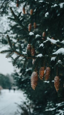 spruce, bumps, winter Wallpaper 1440x2560