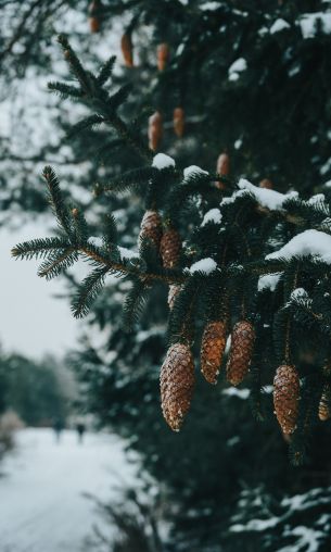 spruce, bumps, winter Wallpaper 1200x2000