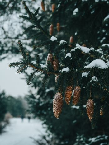 spruce, bumps, winter Wallpaper 1620x2160
