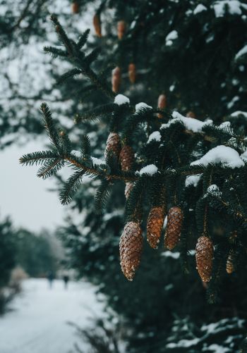 spruce, bumps, winter Wallpaper 1668x2388