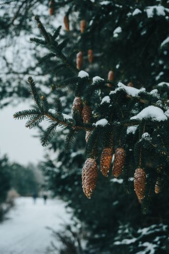 spruce, bumps, winter Wallpaper 640x960