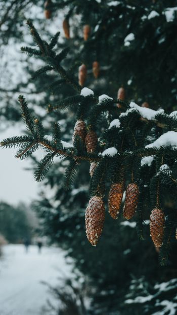 spruce, bumps, winter Wallpaper 640x1136
