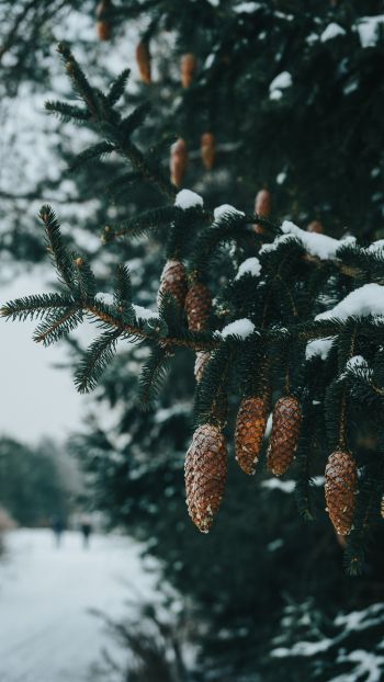 spruce, bumps, winter Wallpaper 1440x2560