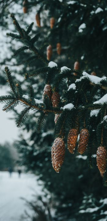 spruce, bumps, winter Wallpaper 1080x2220