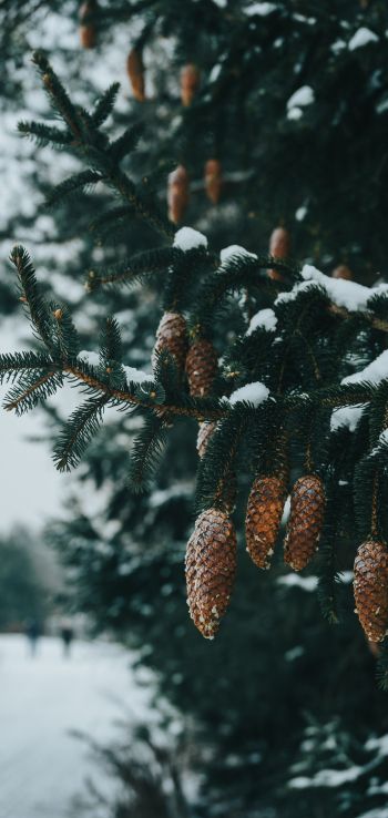 spruce, bumps, winter Wallpaper 1080x2280