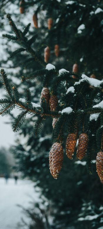 spruce, bumps, winter Wallpaper 1080x2400