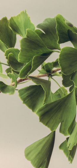 green, leaves Wallpaper 1080x2340