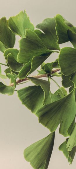 green, leaves Wallpaper 1440x3200