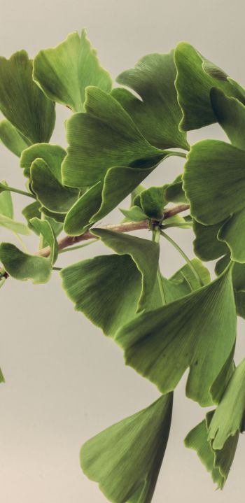 green, leaves Wallpaper 1080x2220