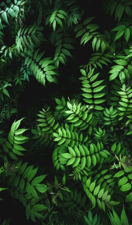 green, flora Wallpaper 600x1024