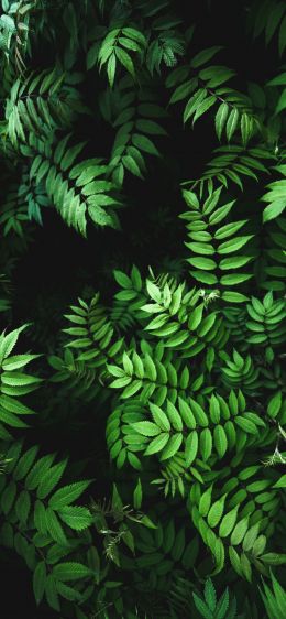 green, flora Wallpaper 1284x2778