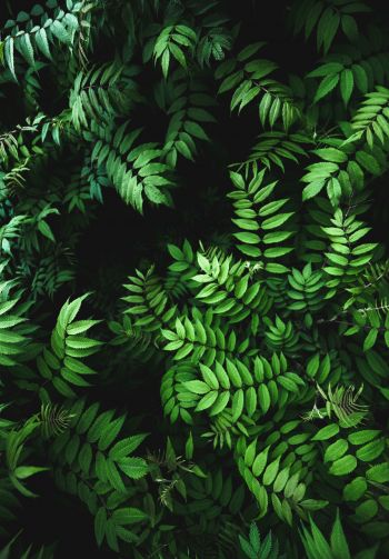 green, flora Wallpaper 1640x2360