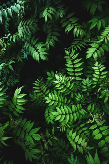 green, flora Wallpaper 640x960