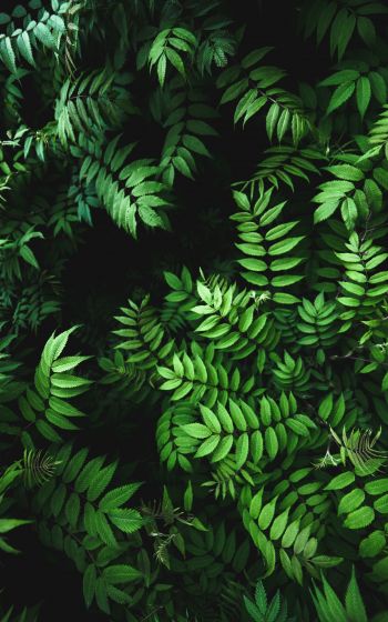 green, flora Wallpaper 800x1280