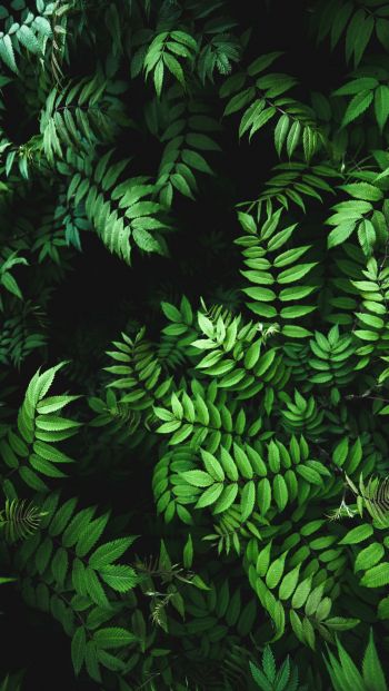 green, flora Wallpaper 640x1136