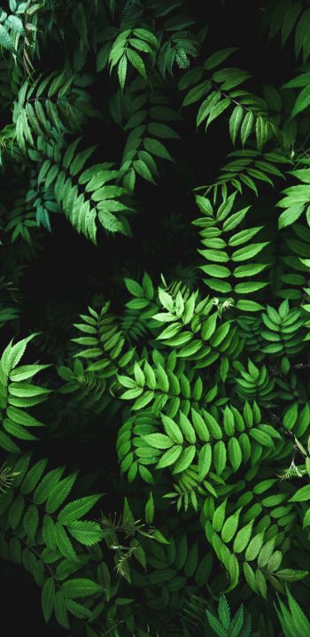 green, flora Wallpaper 1080x2220