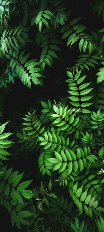 green, flora Wallpaper 720x1600