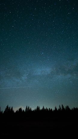 starry sky, forest Wallpaper 750x1334