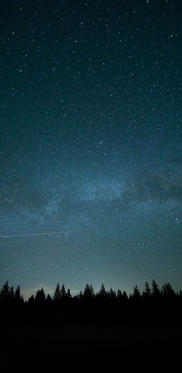 starry sky, forest Wallpaper 1440x2960