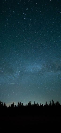 starry sky, forest Wallpaper 828x1792