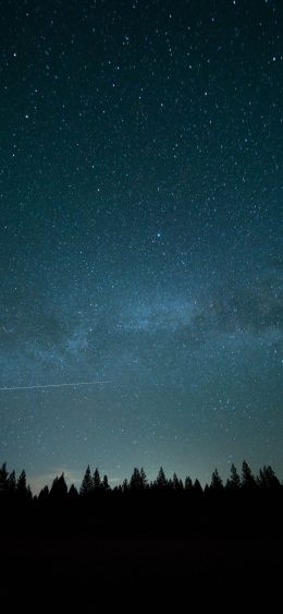 starry sky, forest Wallpaper 1080x2340