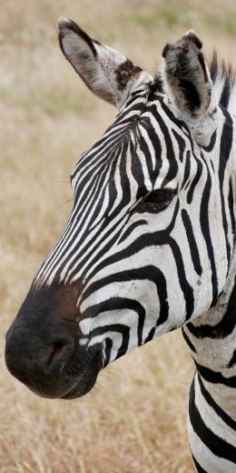 zebra, wildlife Wallpaper 720x1440