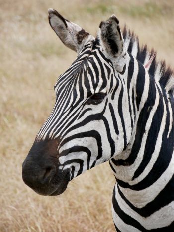 zebra, wildlife Wallpaper 1620x2160