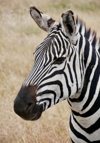zebra, wildlife Wallpaper 1668x2388