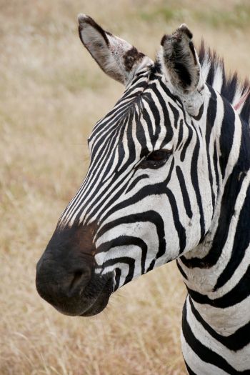 zebra, wildlife Wallpaper 640x960