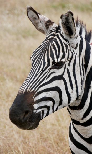 zebra, wildlife Wallpaper 1200x2000