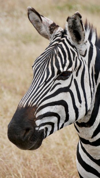 zebra, wildlife Wallpaper 640x1136