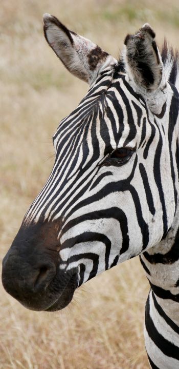 zebra, wildlife Wallpaper 1080x2220