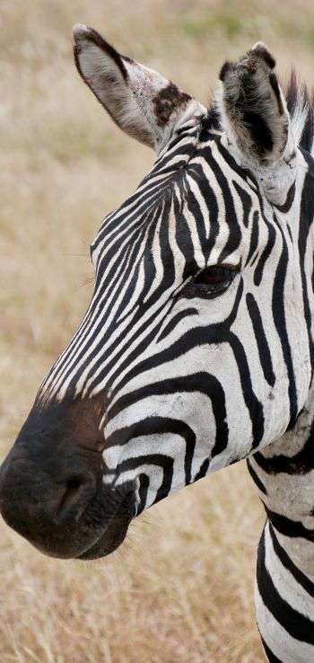 zebra, wildlife Wallpaper 1080x2280