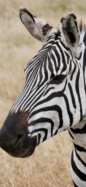 zebra, wildlife Wallpaper 1125x2436