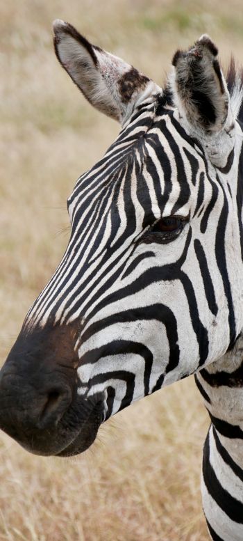 zebra, wildlife Wallpaper 1080x2400